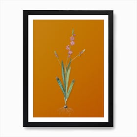 Vintage Ixia Scillaris Botanical on Sunset Orange n.0218 Art Print