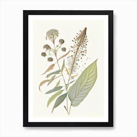 Boneset Spices And Herbs Pencil Illustration 1 Art Print