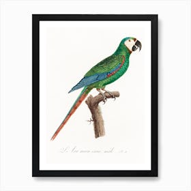 The Blue Winged Macaw From Natural History Of Parrots, Francois Levaillant 1 Art Print