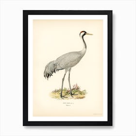 Common Crane (Grus Grus), The Von Wright Brothers Art Print