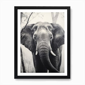 African Elephant Realism Portrait 1 Art Print