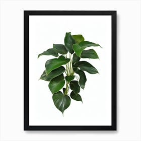 Philodendron Micans (Philodendron Hederaceum Hybrid) Watercolor Art Print