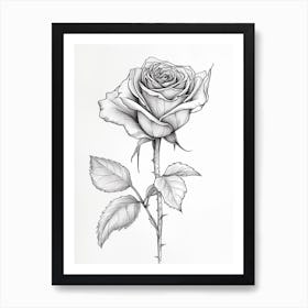 English Rose Black And White Line Drawing 4 Art Print