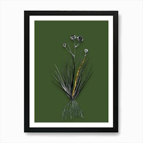 Vintage Blue CornLily Black and White Gold Leaf Floral Art on Olive Green n.0319 Art Print