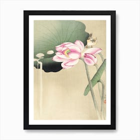 Songbird And Lotus (1900 1936), Ohara Koson Art Print