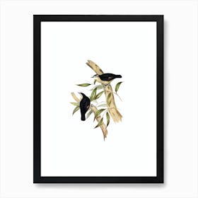 Vintage Black Backed Tree Creeper Bird Illustration on Pure White Art Print