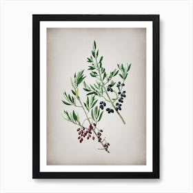 Vintage Wild Olive Botanical on Parchment n.0033 Art Print