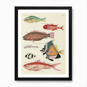 Colourful And Surreal Illustrations Of Fishes Found In Moluccas (Indonesia) And The East Indies, Louis Renard(49) Art Print