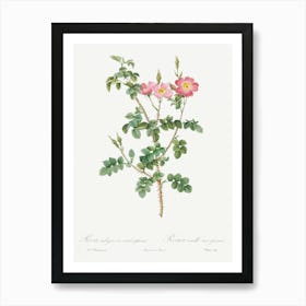 Prickly Sweet Briar Rose, Pierre Joseph Redoute Art Print