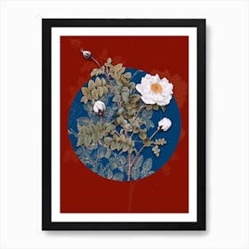 Vintage Botanical White Burnet Roses on Circle Blue on Red n.0144 Art Print