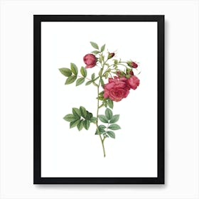 Vintage Turnip Roses Botanical Illustration on Pure White n.0607 Art Print