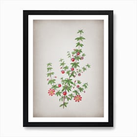 Vintage Madder Leaved Bauera Botanical on Parchment n.0268 Art Print