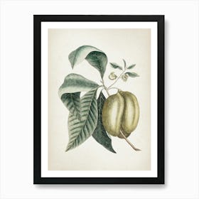 Vintage Catesby 2 Annona Triloba Art Print