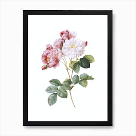 Vintage Pink Damask Rose Botanical Illustration on Pure White n.0882 Art Print