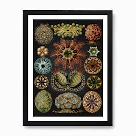 Vintage Haeckel 19 Tafel 85 Seescheiden Art Print