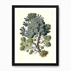 Juniper Herb Vintage Botanical Art Print