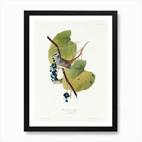 White Crowned Sparrow, Birds Of America, John James Audubon Art Print