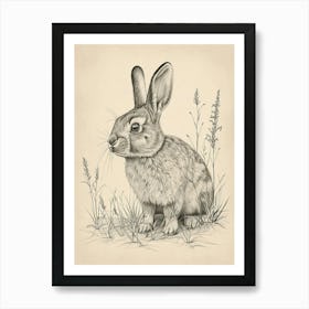 Californian Rabbit Drawing 4 Art Print