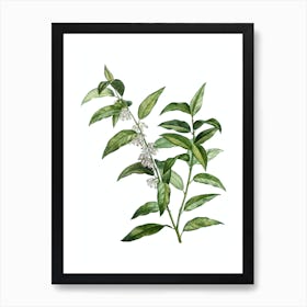 Vintage Andromeda Acuminata Bloom Botanical Illustration on Pure White n.0200 Art Print