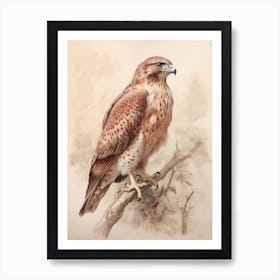 Vintage Bird Drawing Red Tailed Hawk 2 Art Print