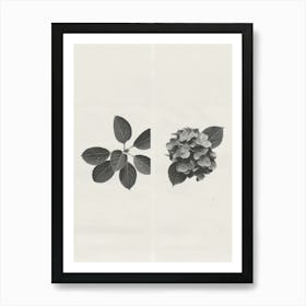 Hydrangea Flower Photo Collage 1 Art Print