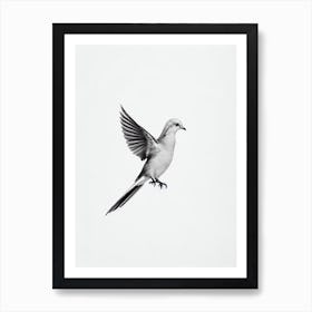 Dove B&W Pencil Drawing 1 Bird Art Print