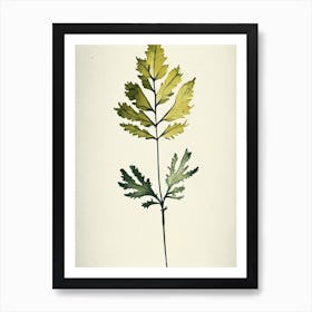 Wood Betony Leaf Minimalist Watercolour 1 Art Print