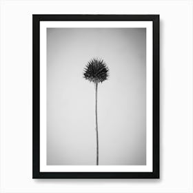 Thistle Art Print