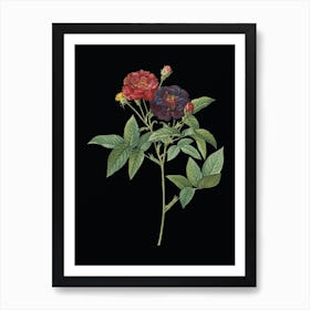 Vintage Van Eeden Rose Botanical Illustration on Solid Black Art Print