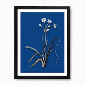 Vintage Crytanthus Vittatus Black and White Gold Leaf Floral Art on Midnight Blue n.0114 Art Print
