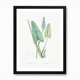 Pickerelweed, Pierre Joseph Redoute Art Print