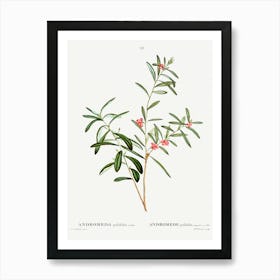 Andromeda Polifolia, Pierre Joseph Redoute Art Print