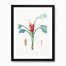 Scarlet Banana, Pierre Joseph Redoute Art Print