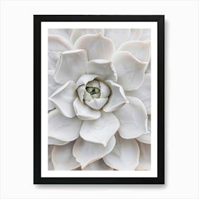 White succulent Flower close up Art Print