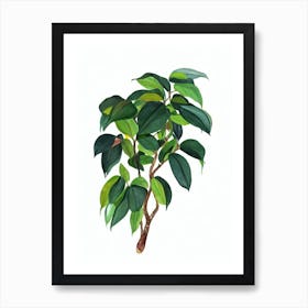 Weeping Fig (Ficus Benjamina) Watercolor Art Print