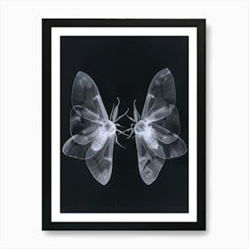 Two Moths 2 Art Print