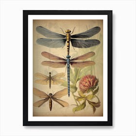 Dragonfly Vintage Species 9 Art Print