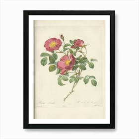 Rose Illustration, Pierre Joseph Redoute (7) Art Print