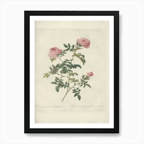 Rose Illustration, Pierre Joseph Redoute (34) Art Print