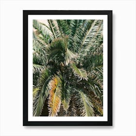 Close Up Palm // Ibiza Nature & Travel Photography Art Print