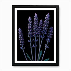 Lavender Flowers Isolated On Black Background Affiche