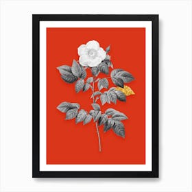Vintage Leschenaults Rose Black and White Gold Leaf Floral Art on Tomato Red n.0449 Art Print