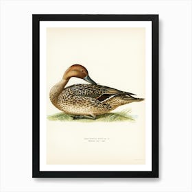 Northern Pintail, The Von Wright Brothers (2) Art Print