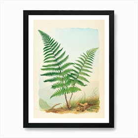 Vintage Illustration Soft Shield Fern 1 Art Print