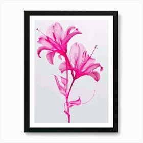 Hot Pink Lily 1 Art Print