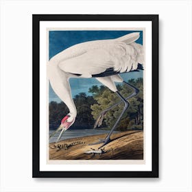 Hooping Crane   Birds Of America, John James Audubon Art Print