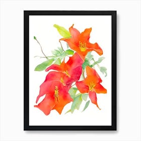 Trumpet Vine Wildflower Watercolour Art Print