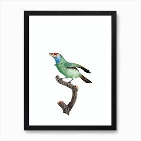 Vintage Blue Throated Bearded Bee Eater Bird Illustration on Pure White Art Print