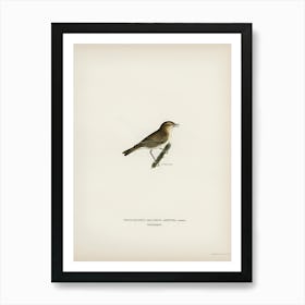 Common Chiffchaff, The Von Wright Brothers Art Print