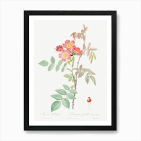 Redleaf Rose, Pierre Joseph Redoute Art Print